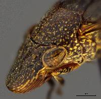 Homalodisca vitripennis image