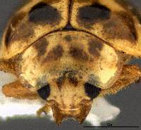 Psyllobora vigintimaculata image