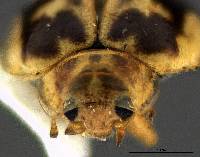 Psyllobora renifer image
