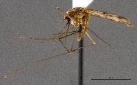 Image of Anopheles freeborni