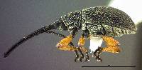 Image of Rhopalapion longirostre