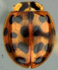 Harmonia axyridis image
