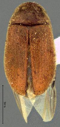 Image of Lasioderma haemorrhoidale