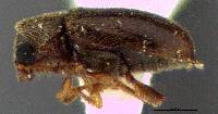 Image of Ozognathus cornutus