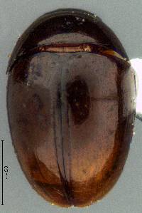 Image of Stilbus apicalis