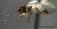 Image of Amphigerontia bifasciata