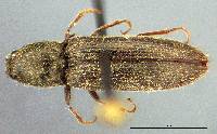 Image of Limonius canus