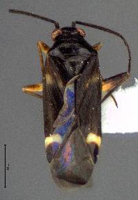 Image of Tuxedo flavicollis