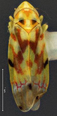 Image of Erythroneura elegantula