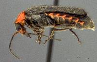Image of Cyrtomoptera dentata