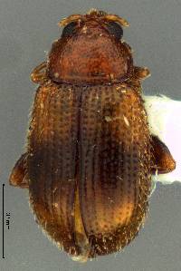 Image of Epitrix hirtipennis