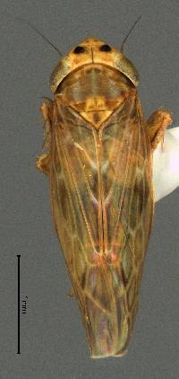 Graminella sonora image