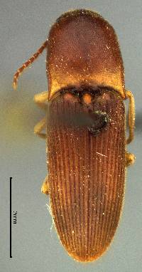 Image of Conoderus falli