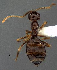 Prenolepis imparis image