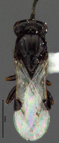 Trichosteresis glabra image