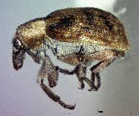 Stenopelmus rufinasus image