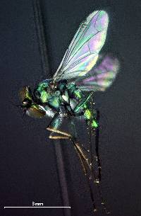 Image of Condylostylus longicornis