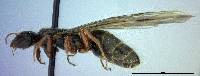 Liometopum occidentale image
