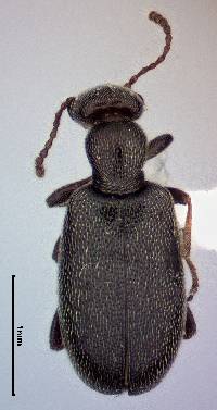 Image of Anthicus punctulatus