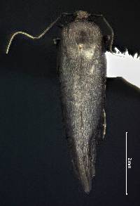Image of Periploca nigra