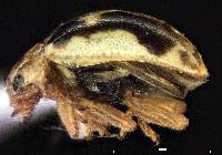 Psyllobora renifer image