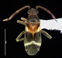 Image of Pamillia behrensii