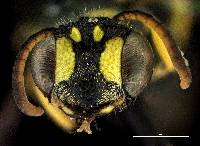 Cerceris convergens image