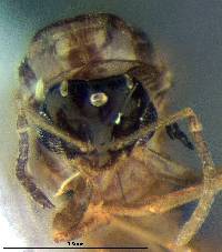 Brachymyrmex patagonicus image