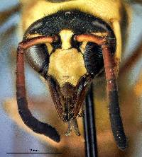 Eumenes bollii image