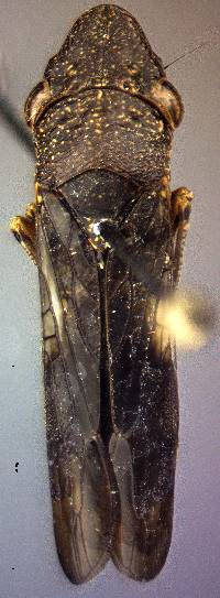 Image of Homalodisca vitripennis