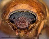 Cyclocephala hirta image