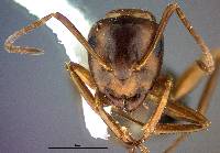 Camponotus essigi image