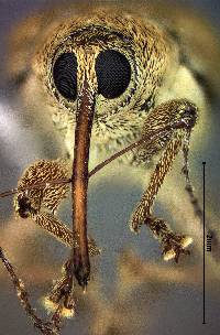 Curculio occidentis image