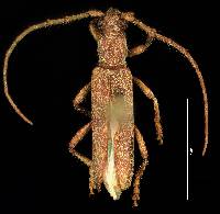 Image of Aneflomorpha lineare