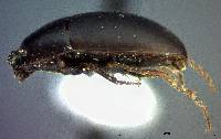 Gondwanocrypticus platensis image