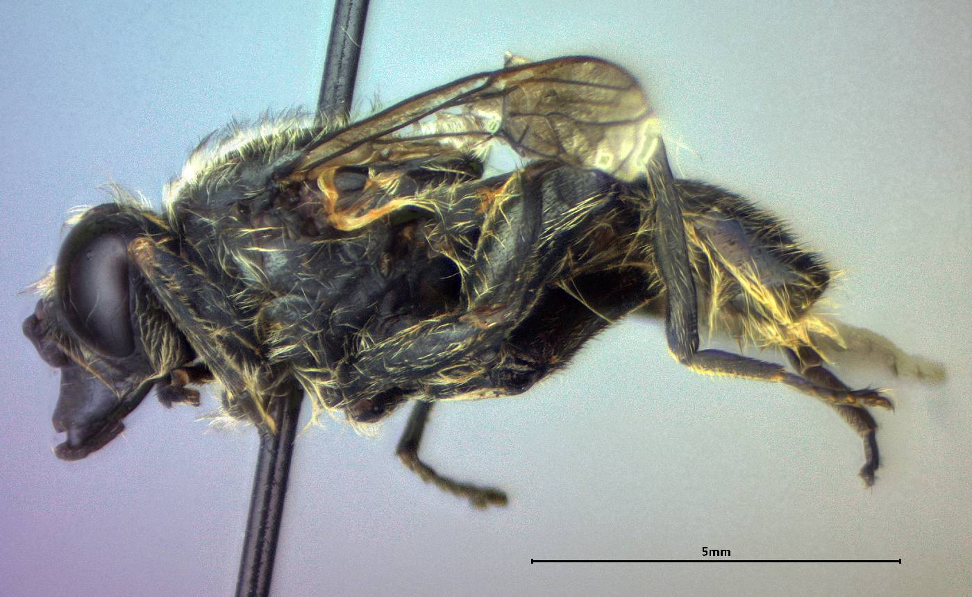 Brachypalpus (Crioprora) cyanella image