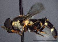 Syritta pipiens image