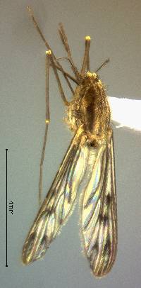 Anopheles freeborni image