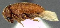 Lasioderma haemorrhoidale image