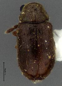 Ozognathus cornutus image