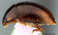 Stilbus apicalis image