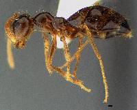 Prenolepis imparis image