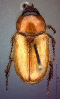 Cyclocephala hirta image