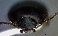 Gondwanocrypticus platensis image