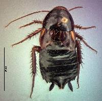 Image of Periplaneta lateralis