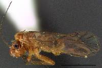 Image of Cuneopalpus cyanops
