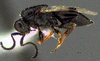 Image of Trichosteresis glabra