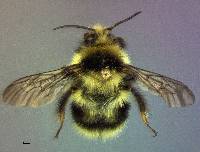 Bombus melanopygus image