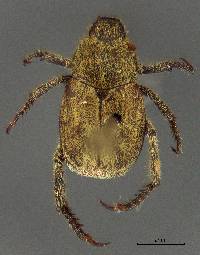 Hoplia callipyge image