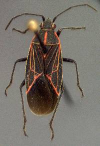 Image of Boisea rubrolineata